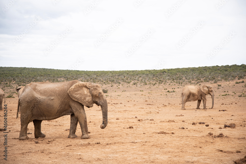 elephants in the savannah elephants in the savannah