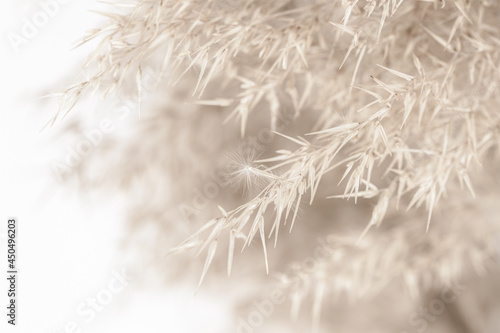Dry brown gold soft mist effect color reed grass heads in cool tone with blur background