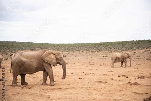 elephants in the savannah