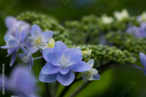 Wallpaper Mural 初夏のあじさいの花　千葉県多古町　日本 Torontodigital.ca