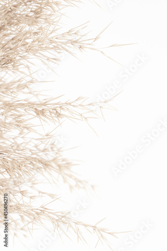 Dry neutral color rush flowers with light background and soft mist effect vertical place for text