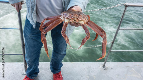 A man is standing on the deck of the ship and holding a large live snow crab strigun in his hand. Long legs, claws, and eyes are visible. Close-up. The background is water.   Petropavlovsk-Kamchatsky photo