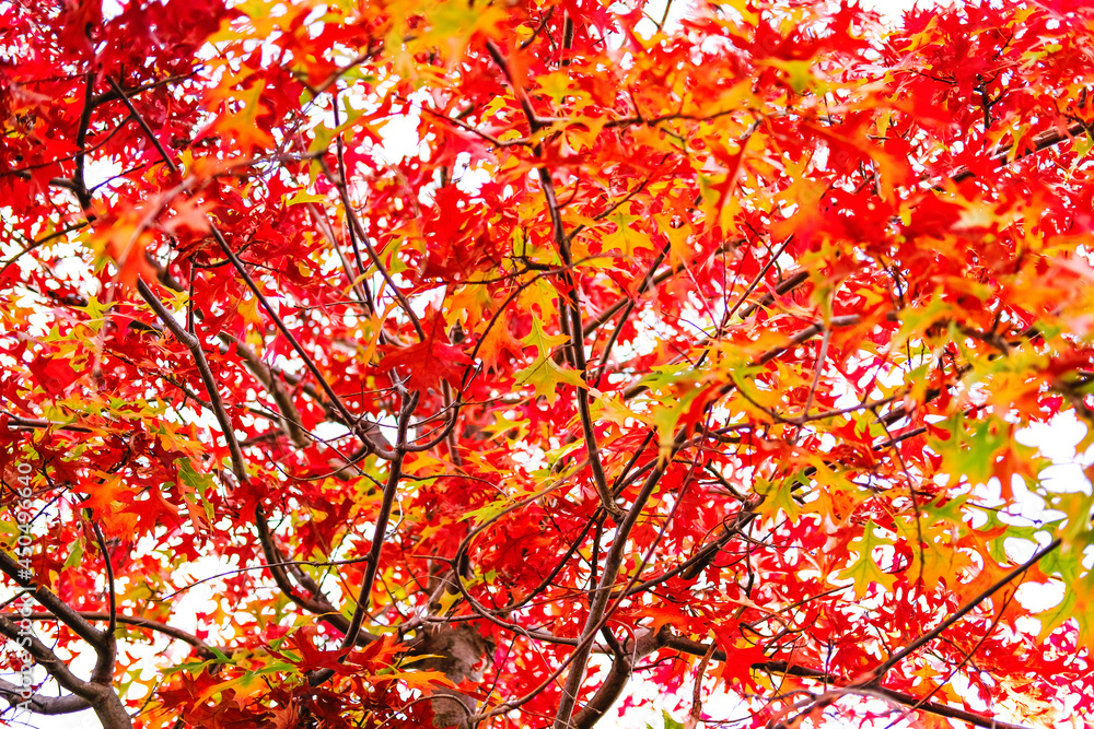 Beautiful red maple tree leaves closeup on a sunny day, autumn background. Beautiful red maple tree leaves closeup on a sunny day, autumn background.