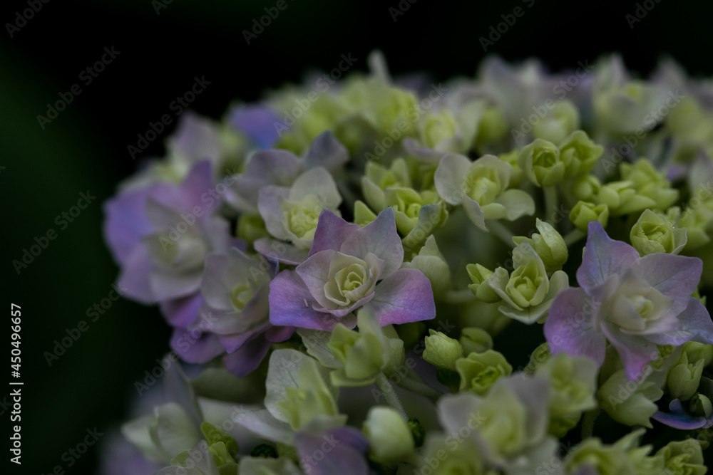 初夏のあじさいの花 千葉県多古町 日本 初夏のあじさいの花 千葉県多古町 日本