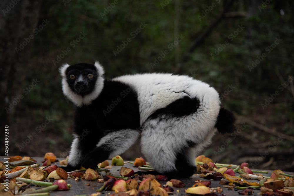 Obraz premium lemur on tree