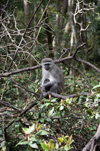 baboon sitting on a tree © Laurence