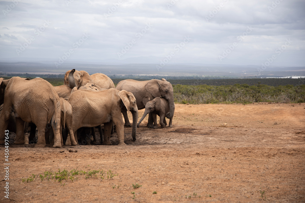 Fototapeta premium elephants in the savannah