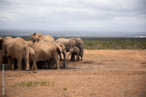 elephants in the savannah