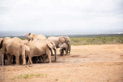 Sticker herd of elephants
