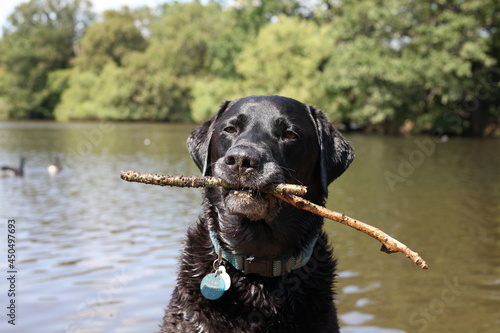 Black Labrador with a stick