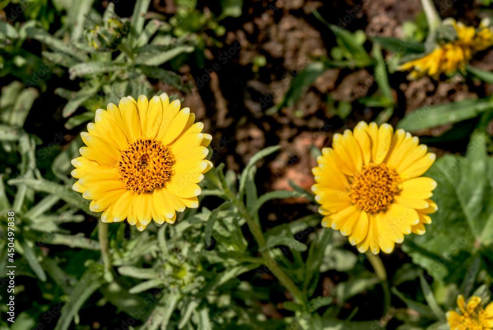 Coastal Tidy Tips (Layia platyglossa) in garden, Central Russia Coastal Tidy Tips (Layia platyglossa) in garden, Central Russia