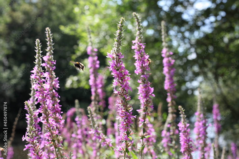 Obraz premium Purple flowers with a bee