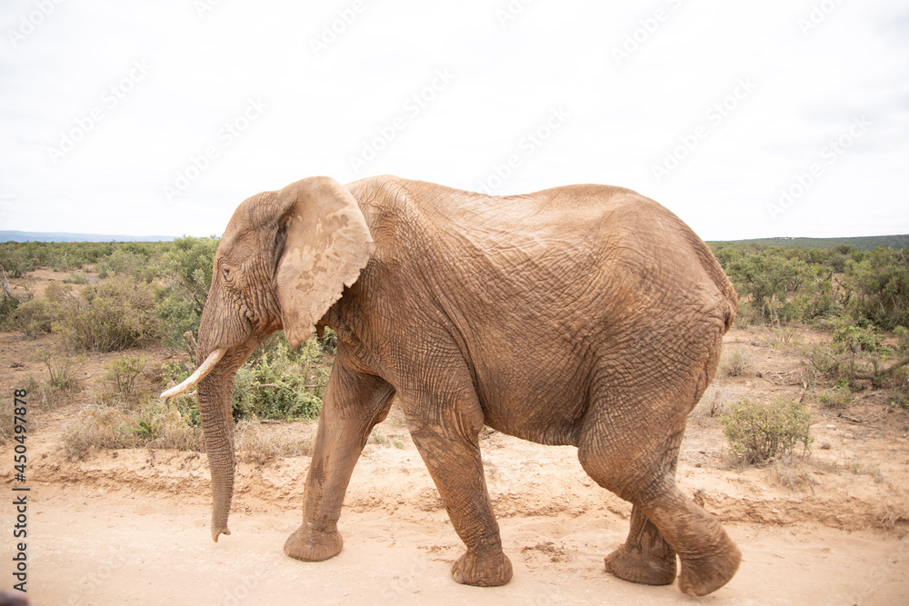 Fototapeta premium elephant