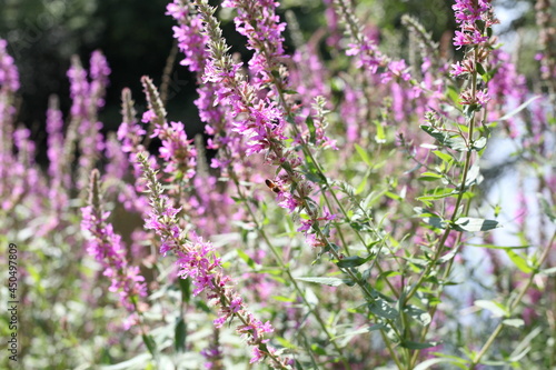 Purple Wild Flowers