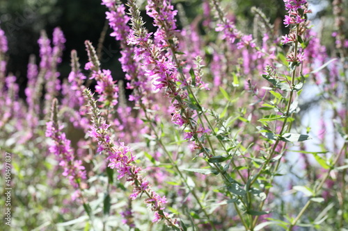 Purple flowers in a wood