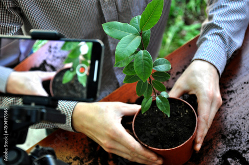 video shooting for planting blog. broadcasting via smartphone mounted on a tripod. Transplanting a houseplant into a pot. Bay leaf. Man's hands. Master Class. Online training. 