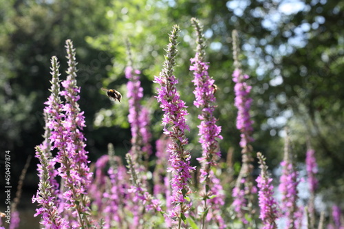 Purple flowers with a bee