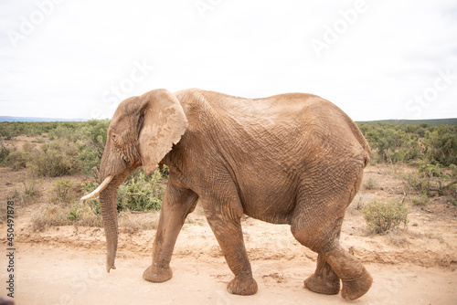 elephant © Laurence