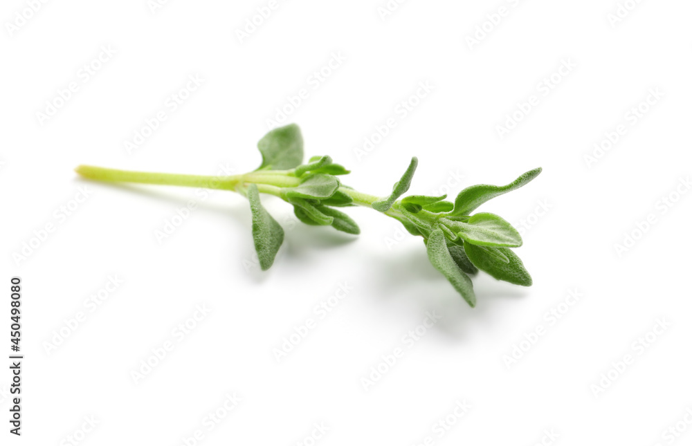 Aromatic thyme sprig on white background. Fresh herb Aromatic thyme sprig on white background. Fresh herb