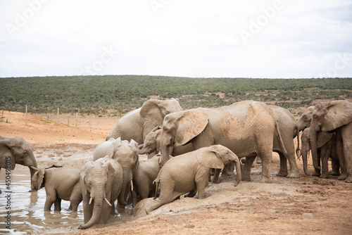 Photography elephants in the savannah