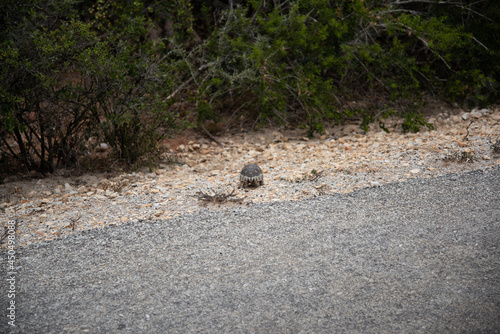 bird on the beach