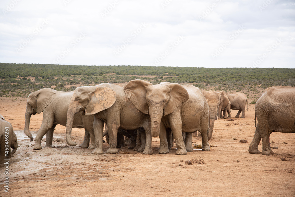 Obraz premium elephants in the wild