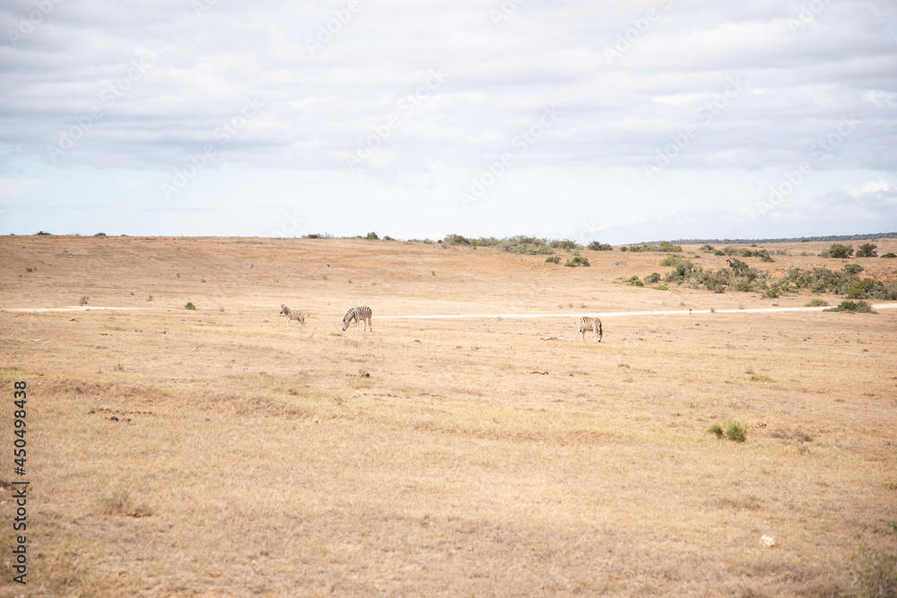 herd of wildebeest herd of wildebeest