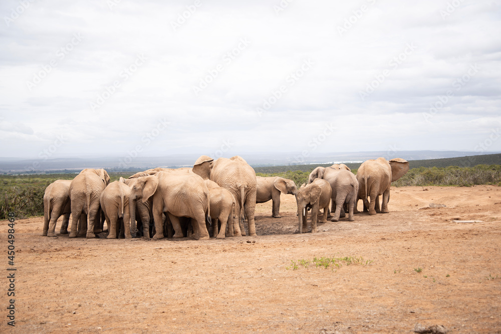 Fototapeta premium elephants in the savannah