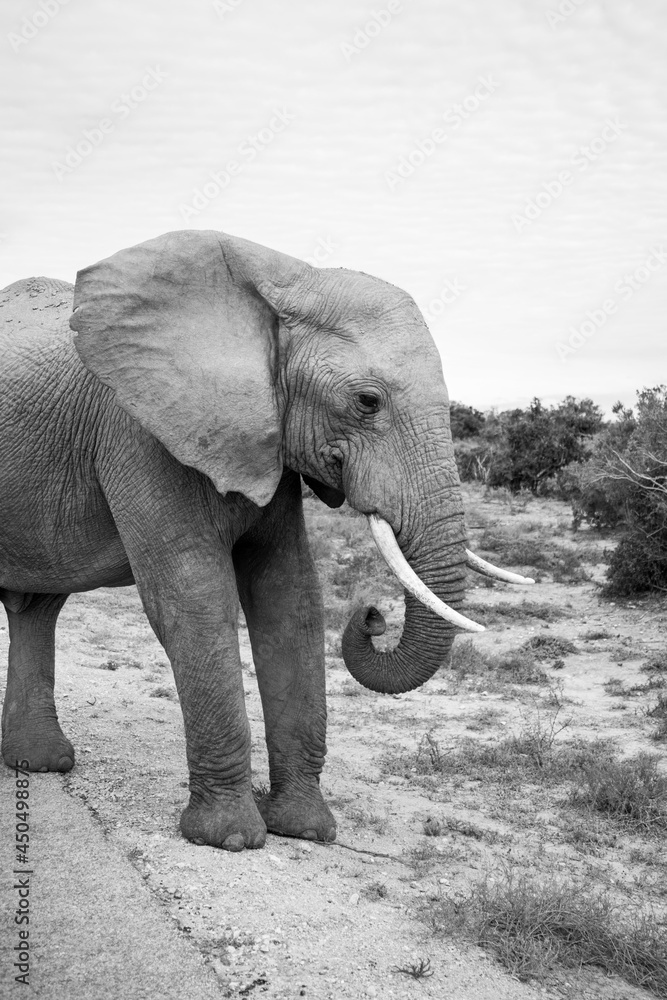 Obraz premium elephant in the zoo