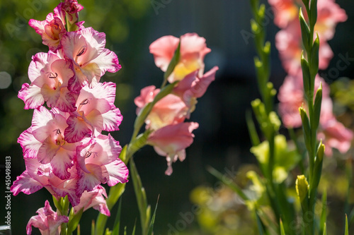 Vászonkép White and pink gladioli are blooming in the garden