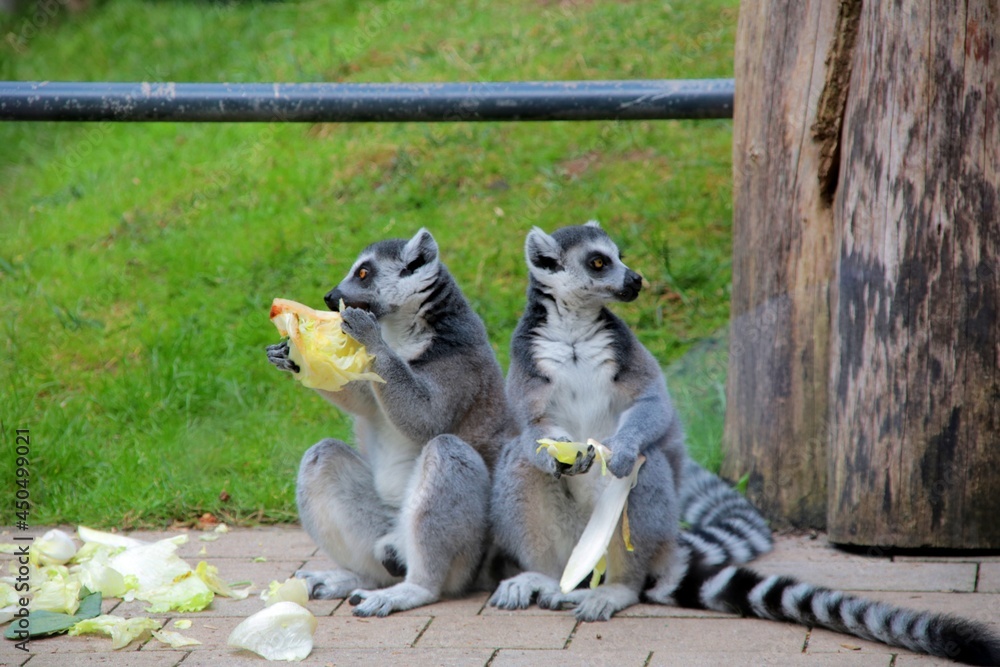 Obraz premium ring lemurs eating