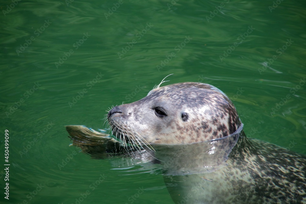 Fototapeta premium sea lion in the water