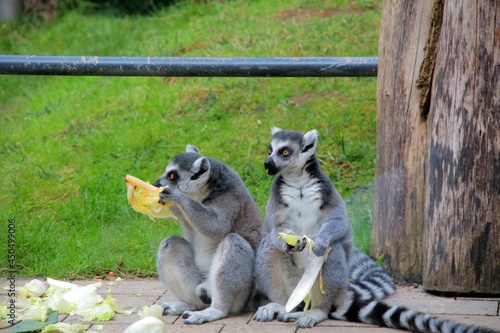 ring lemurs eating