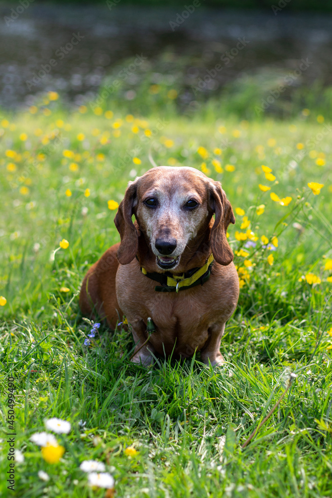 Candid portrait of Daschund dog on the green grass in the park.