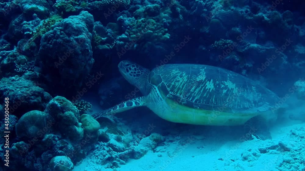 Sea turtle in tropical reef. Sea turtle in tropical reef.