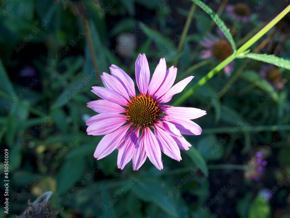 Obraz premium a beautiful purple coneflower/echinacea purpurea on a green background