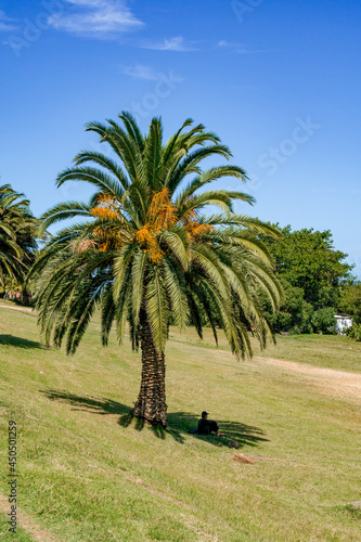 Canary Island Date Palm (Phoenix canariensis) in park, Montevideo, Uruguay photo