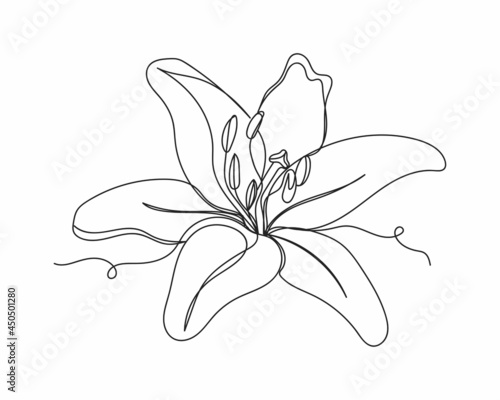 Continuous one line drawing of lily flowers in silhouette on a white background. Linear stylized.Minimalist.