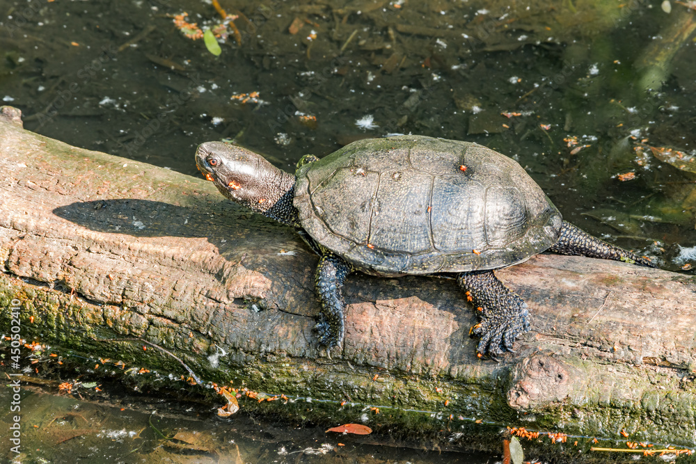Obraz premium European Pond Turtle (Emys orbicularis) in park, Moscow, Russia