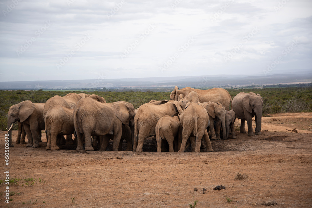 Fototapeta premium elephants in the savannah