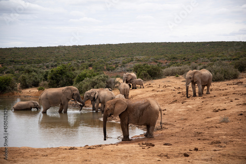 herd of elephants © Laurence