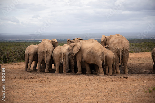 elephants in the wild