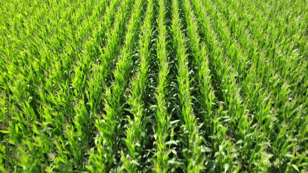 Corn plants waving in the wind. Drone fly over shot over the endless agricultural fields of green corn plants. Corn plants waving in the wind. Drone fly over shot over the endless agricultural fields of green corn plants.