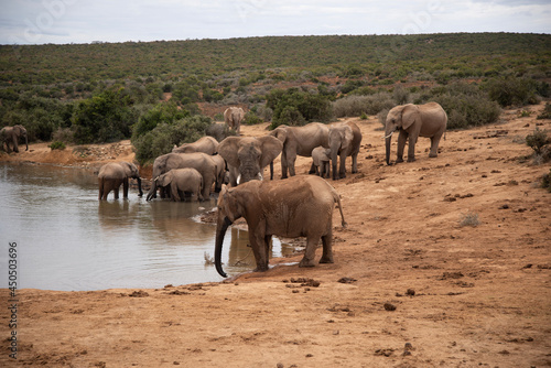Canvas Print elephants in the water