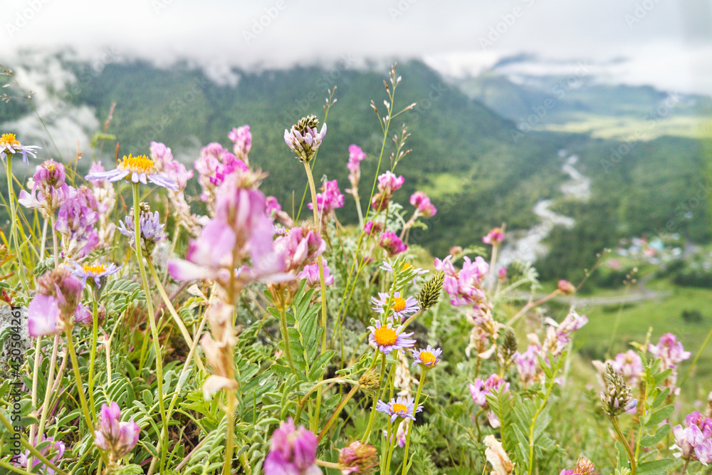 Vacation landscape. Russian Altai mountains. Multa region. Meadow with pink flowers. Holiday at home. Staycation concept. Reduce carbon footprint. Sustainable lifestyle. Holiday trail. Local travel