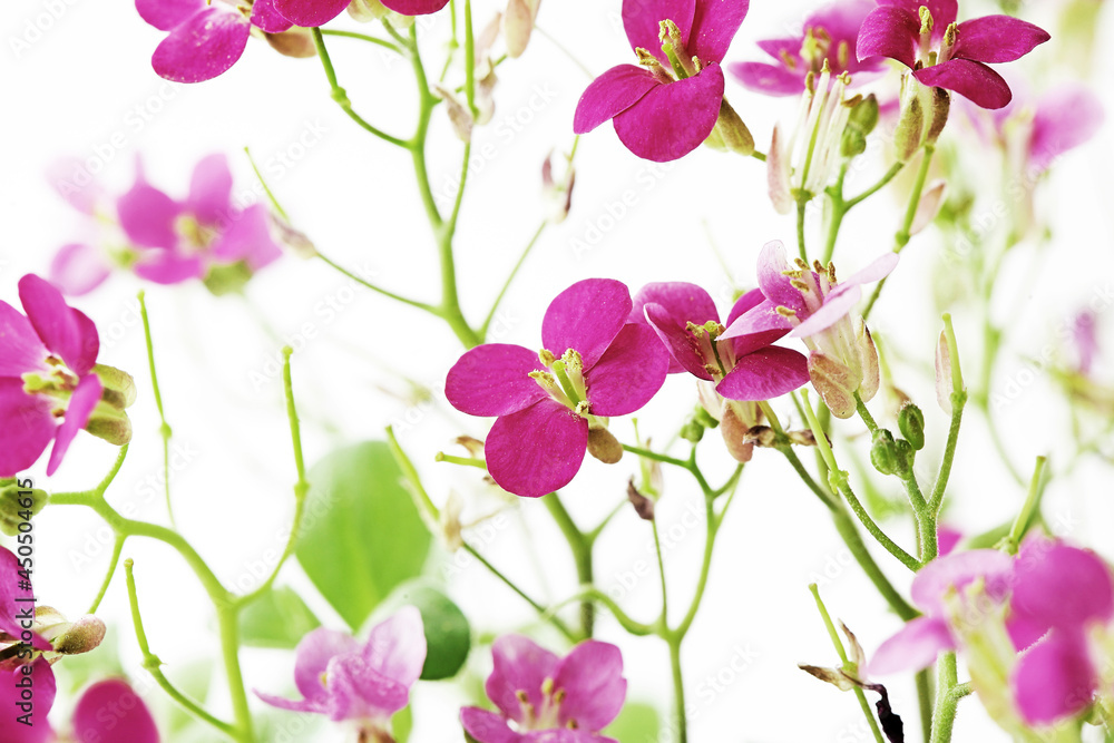 spring summer flowers. pink flowers on white background. beautiful floral pattern spring summer flowers. pink flowers on white background. beautiful floral pattern
