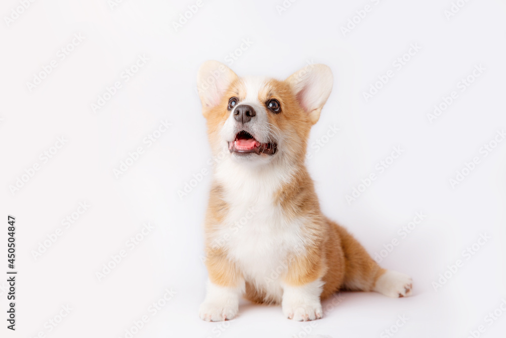 a corgi puppy is isolated on a white background a corgi puppy is isolated on a white background