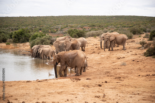 elephants in the savannah