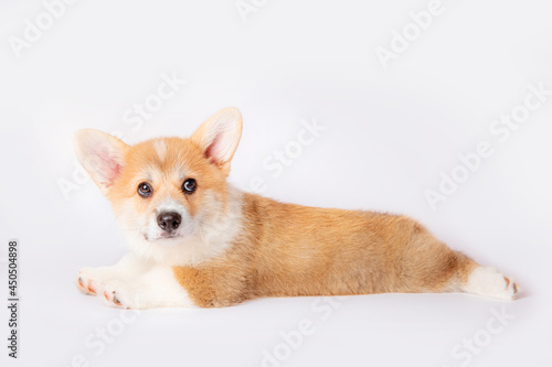 a corgi puppy is isolated on a white background