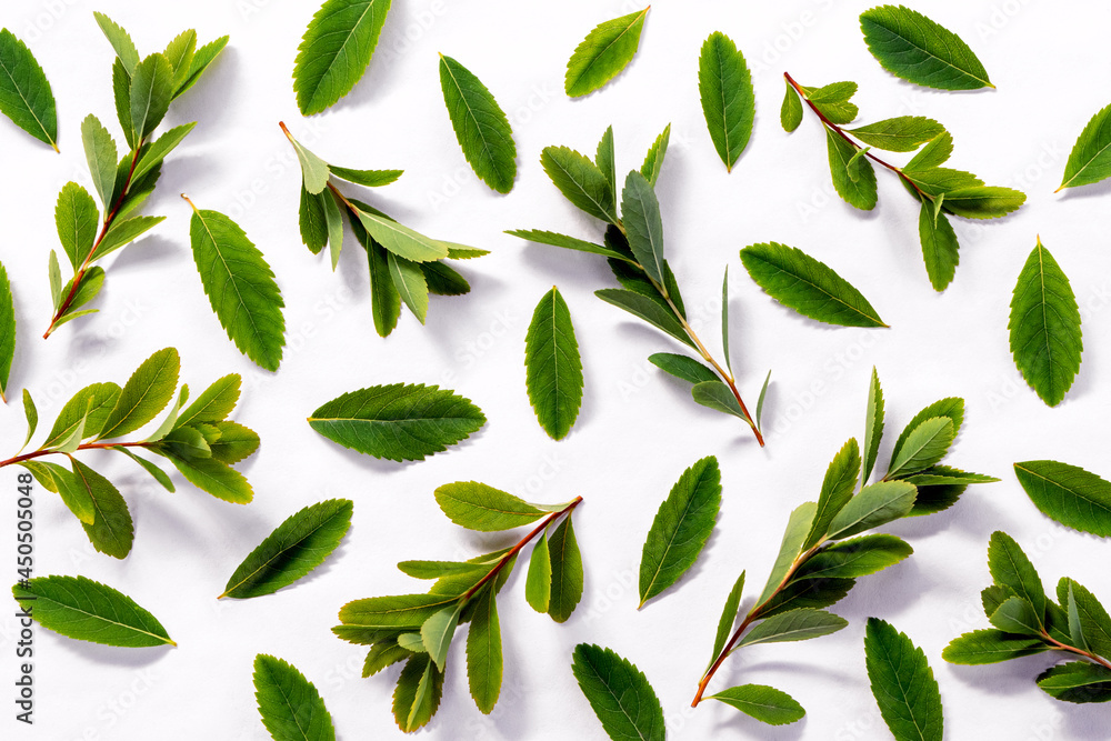 Naklejka premium Bright green twigs with leaves on a white background.